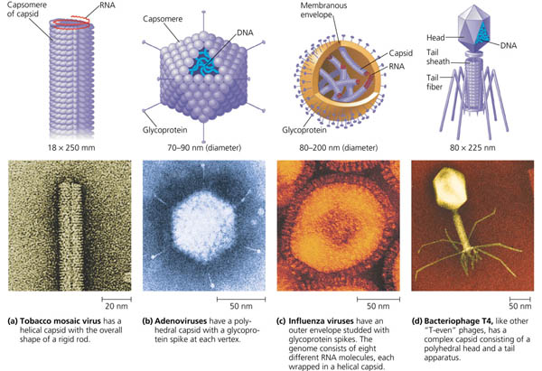 Diagrams - The Genetics of Viruses and Bacteria